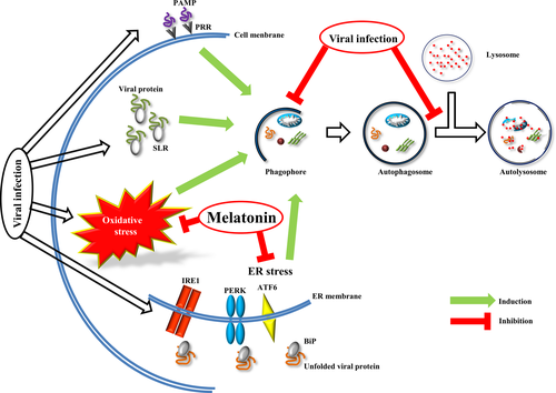 Interacción de una infección viral y la melatonina