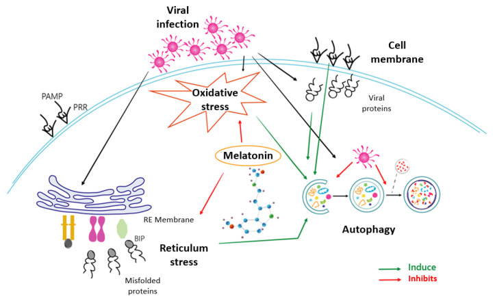 Effect of Melatonin on Herpesvirus Type 1 Replication.